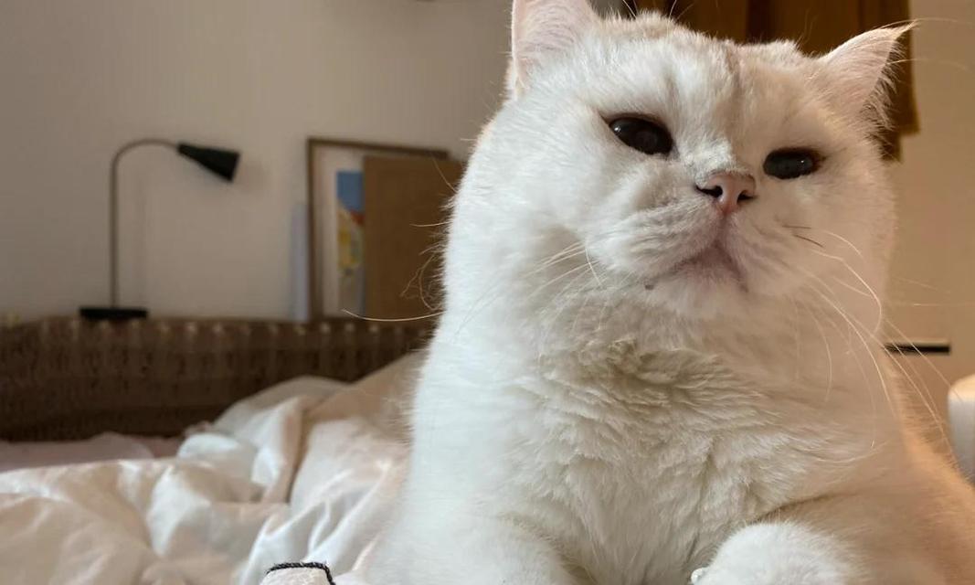 猫为什么一直吞口水？（揭秘猫吞口水的原因与意义）