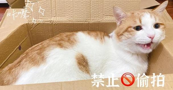 为什么猫会尿沙发？（揭开猫尿沙发的背后原因）