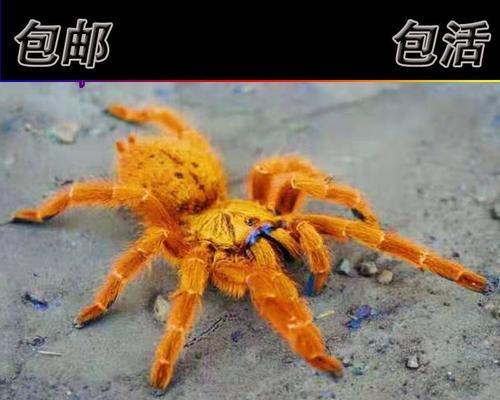 宠物蜘蛛，一个令人惊艳的异宠选择（了解宠物蜘蛛，并为它起一个独特的名字吧！）