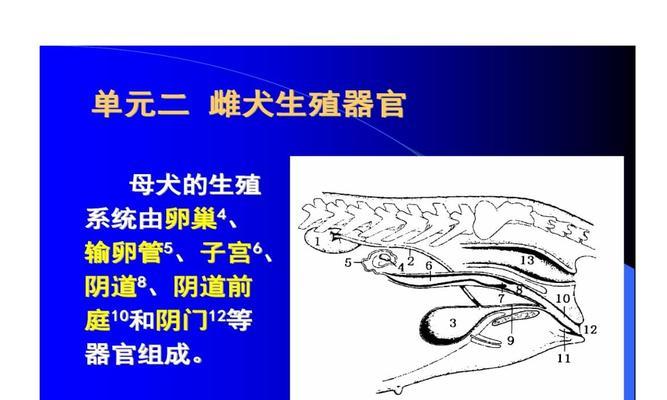 狗卵巢摘除的必要性与影响（保护狗狗健康，预防疾病的关键措施）
