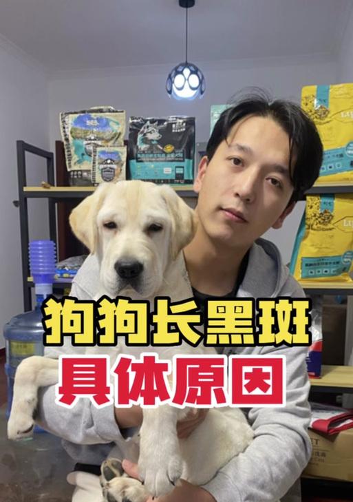 狗肚子上的黑斑是什么原因？（黑斑的形成与遗传有关）