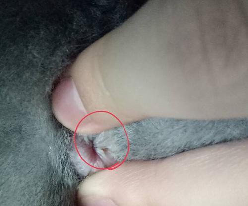 正常猫肛门颜色一探究竟（揭秘正常猫肛门的色彩与健康）