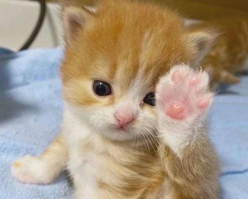 小猫耳朵的迷人之处（探索小猫耳朵的形态与功能）