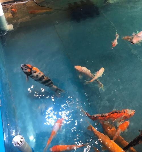 锦鲤便便的食物来源和营养分析