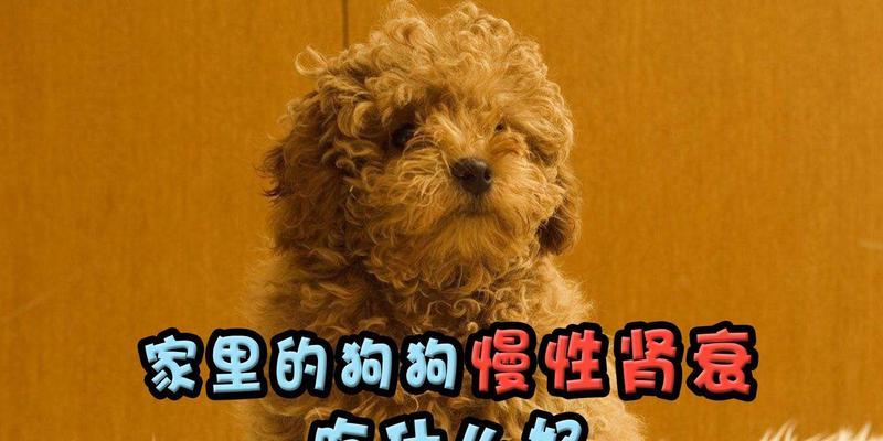 狗食欲不振的原因及应对方法（了解狗食欲不振的主要原因，掌握有效的应对方法）