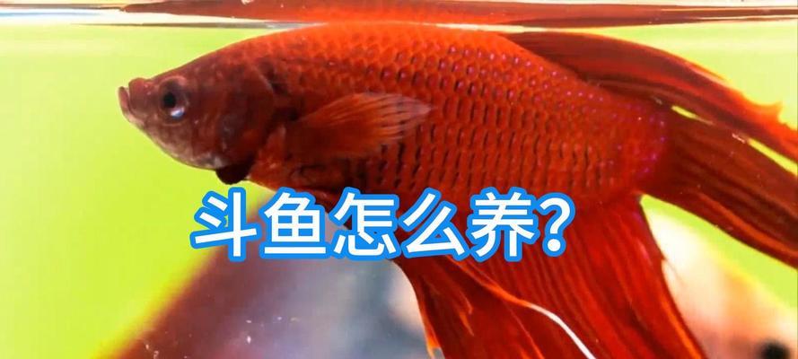 养半月斗鱼的注意事项（打造健康幸福的斗鱼家族，养鱼技巧一网打尽）