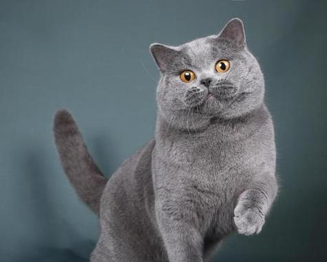 选择合适的猫咪宠物（了解不同品种的猫咪特点，选出最适合你的宠物）