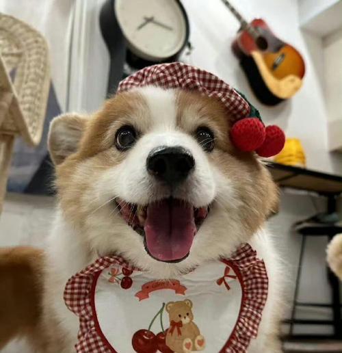 狗狗尾巴之谜（揭秘狗狗尾巴的奥秘，你知道吗？）