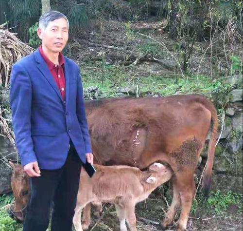 英牛为什么要剖腹产？（探讨英牛剖腹产的原因和影响）