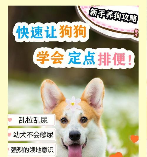 狗狗排便贴心攻略（用正确的饮食帮助你的宠物保持良好的排便习惯）