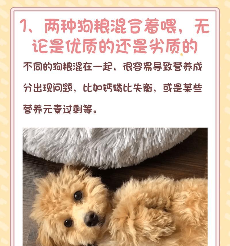 宠物泰迪一月的饮食安排（科学喂养，让泰迪健康成长）