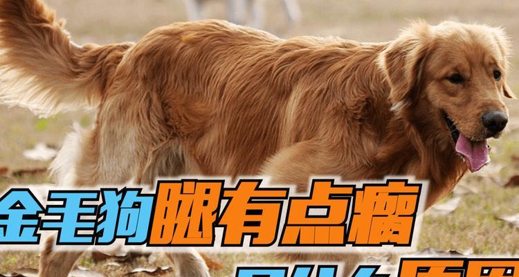 狗狗瘸了，吃什么药？（寻找适合狗狗的药物治疗方法）