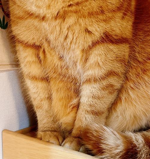 猫猫为何有肚子？（探究猫猫肚子胀的原因及解决方法）