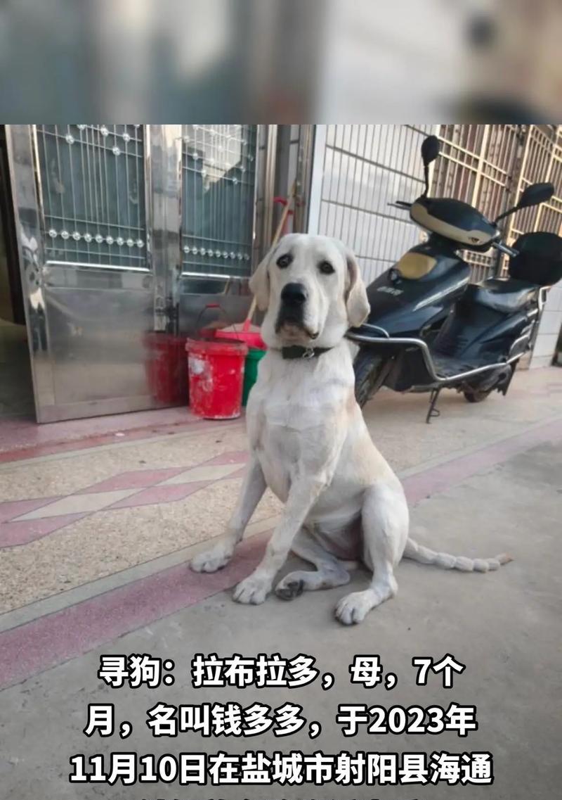 拉布拉多没断奶的饮食指南（给你的宝贝拉布拉多提供最佳的营养选择）