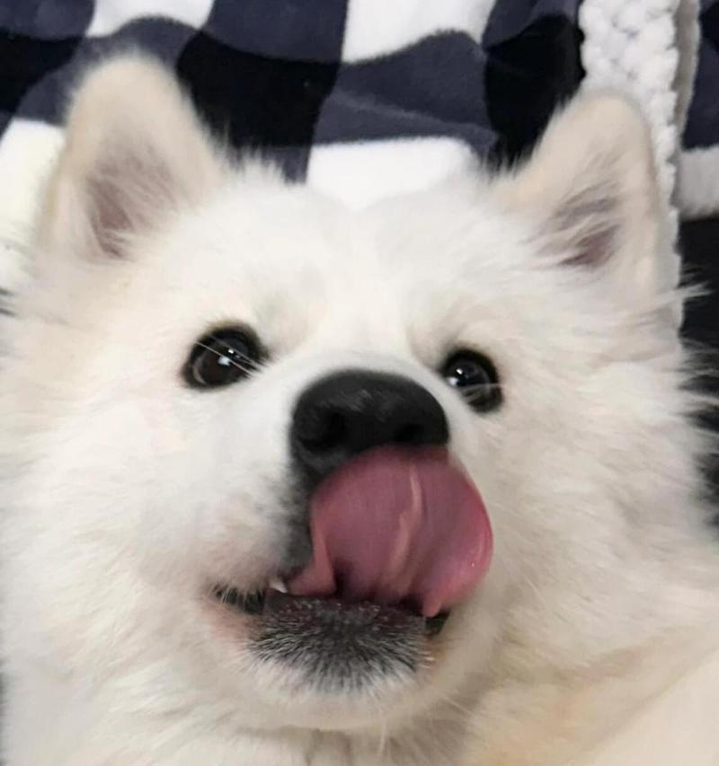 小萨摩耶戒奶后吃什么好（为宠物犬提供健康营养的饮食建议）