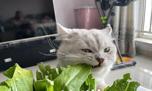猫咪的膳食健康（了解猫咪膳食中的蔬菜，保证它们的健康成长和幸福生活）