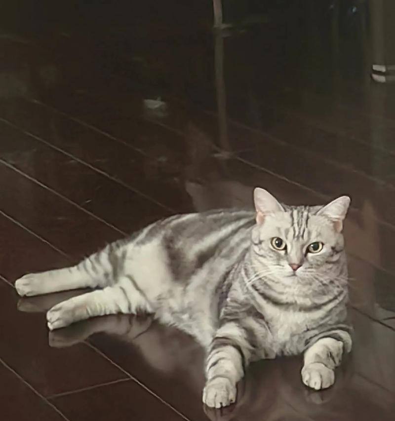 揭秘美短是什么意思？（探索美短猫的起源、特点和品种分类）
