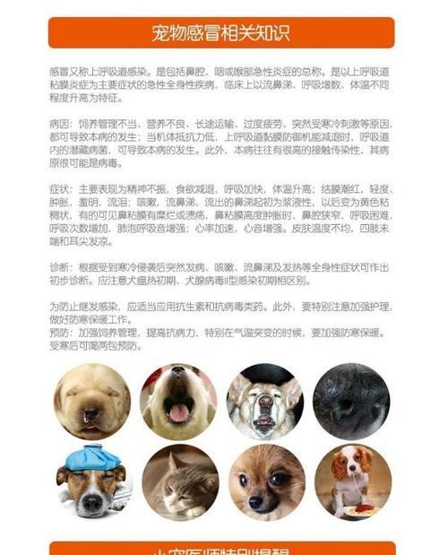 泰迪生病咳嗽吃药有哪些好？（治疗泰迪咳嗽的有效药物推荐，）