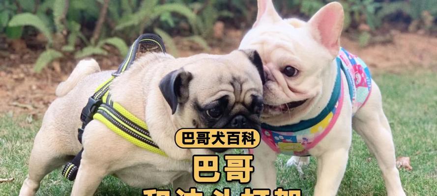 以巴哥与其他犬种的配对（寻找最适合巴哥的犬种）