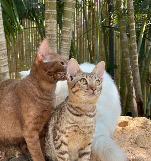 寻找最粘人的猫咪伴侣（探索猫咪亲人特质，为你带来无尽陪伴与爱意）
