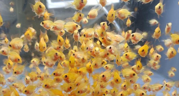 金鱼浮头与沉头之谜解析（揭开金鱼浮头与沉头的原因和差异）