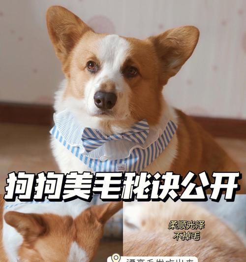 如何通过饮食让你的狗长得更大（探索狗狗成长的关键饮食元素）