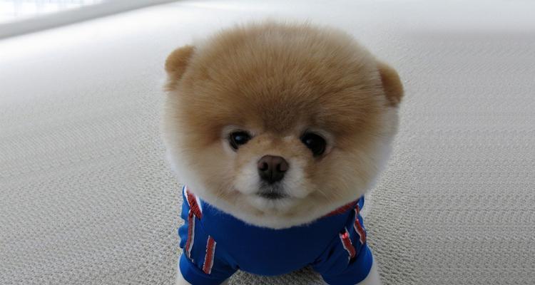 了解比熊犬（你需要了解的比熊犬的一切信息）