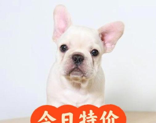 如何准备养一只幼犬法斗（关键准备事项与建议）