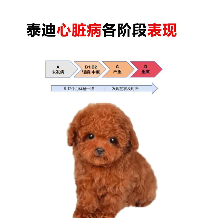 如何让泰迪快速增重？（探索泰迪最佳增重食谱）