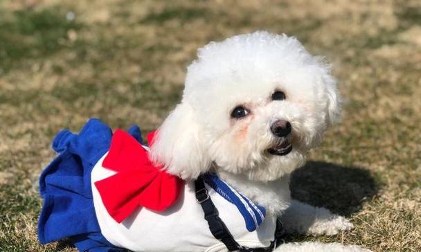 深度解析单血比熊犬（了解单血比熊犬的特点和饲养要点）
