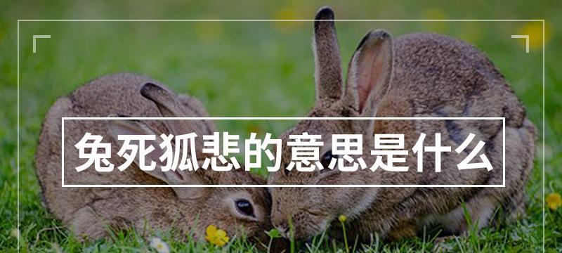兔子的死亡原因及相关预防措施（探索兔子死亡的原因，了解如何保护它们）