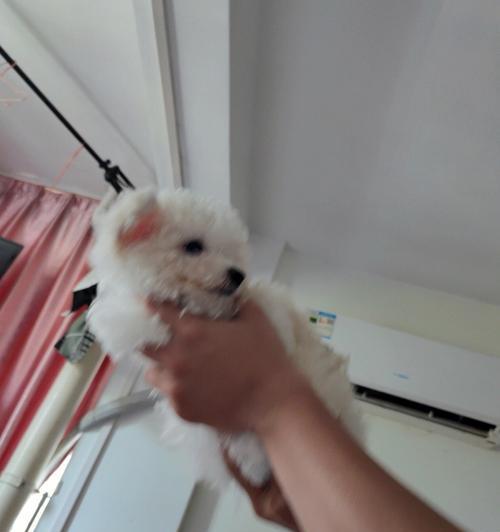 比熊为什么产后拉黑稀屎？（探究比熊产后大便变稀的原因及解决方法）
