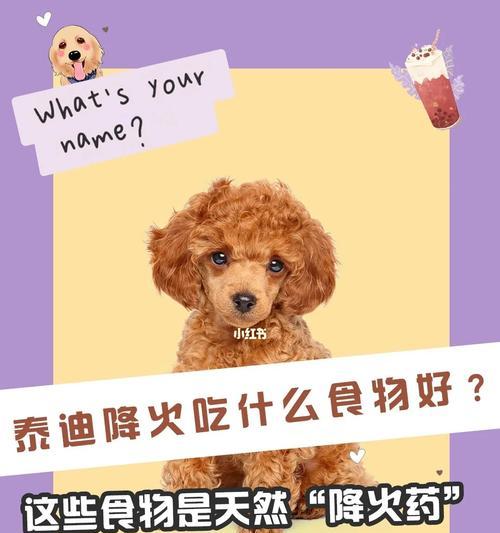 泰迪三个月的饮食指南（了解泰迪宝宝的饮食需求，让它健康成长）