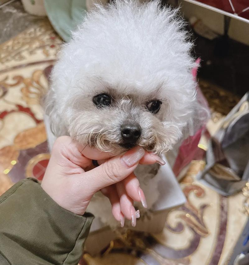灰泰迪与金毛犬的绝美组合（混血犬界的黄金搭档）