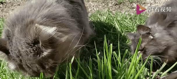 小猫为什么要吃草？（探究小猫食草行为的原因与益处）