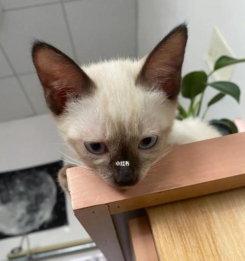 暹罗猫的叫声之谜（探索暹罗猫为什么总是发出各种叫声）