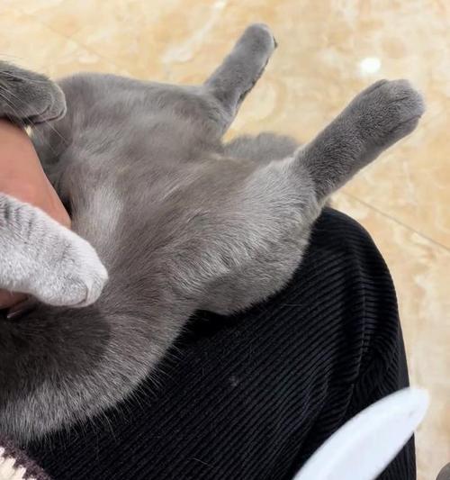 猫咪痉挛（探索猫咪痉挛的世界，保护你的宠物）
