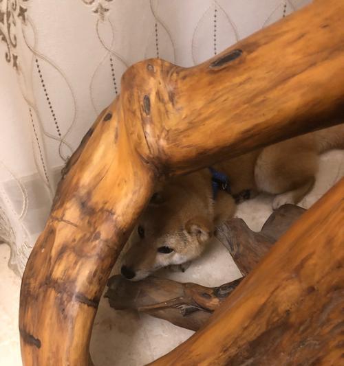 狗狗为什么老在窝里不出来？（探寻狗狗在窝里不出来的原因及解决方法）