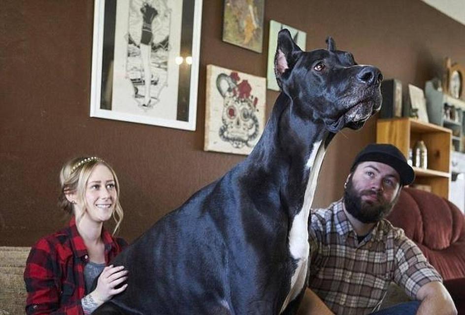 某某犬（一款与高加索犬相似的狗犬品种）