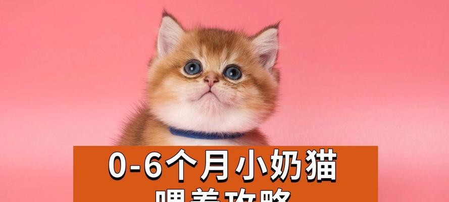 以才生下来的猫吃什么？（探究以才生下来的猫在食物选择上的独特偏好）
