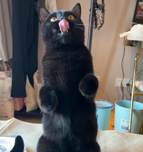猫咪站立异常症状解析（探讨猫咪站立异常现象的原因与处理方法）