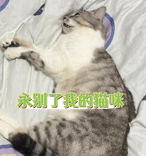 猫咪不舒服的表现（如何判断猫咪是否不舒服）