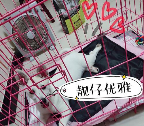 土狗的体外驱虫时机与方法（了解土狗体外驱虫的关键时刻及有效措施）
