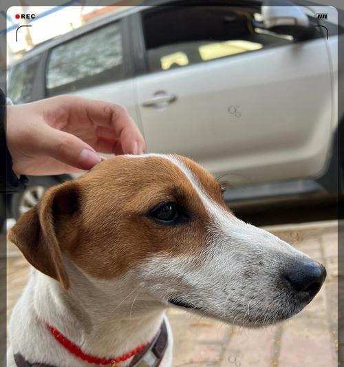 狗为何摇尾巴？（探索狗狗尾巴摇动的背后含义）