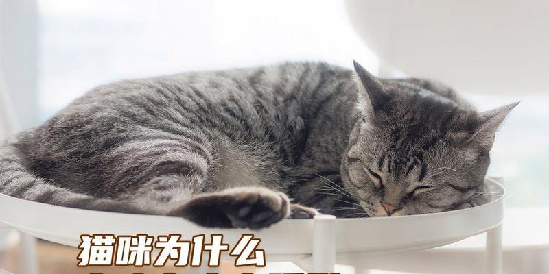 猫咪为什么一直睡觉？（探究猫咪睡眠习性的原因与影响）