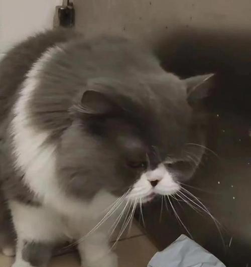 猫咳嗽症状及治疗方法（了解猫咳嗽的常见症状和有效治疗方法）