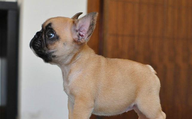 斗牛犬的血统多样性及其特点（探索斗牛犬各个血统的特点和优势）