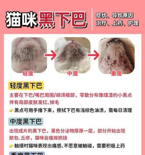 猫为何喜欢挠下巴的奥秘（探寻猫咪下巴挠痒的原因及意义）