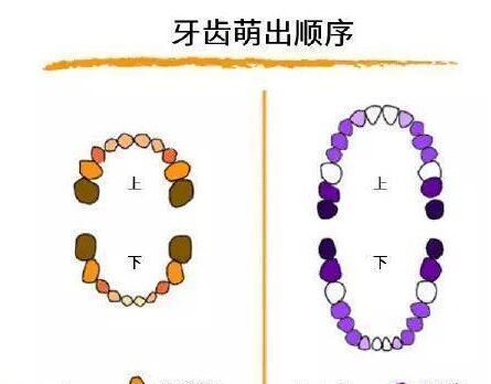 泰迪换牙喂养攻略（宠物泰迪换牙期如何科学喂养）