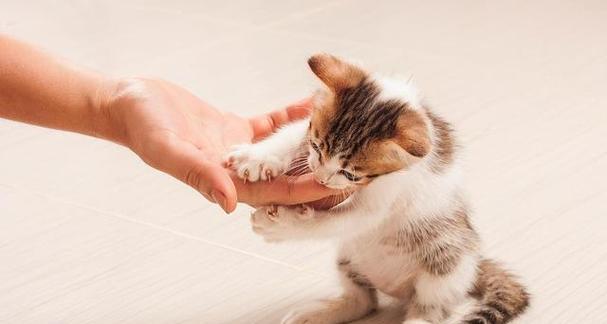 猫咪突然抓人的原因（揭秘猫咪抓人背后的心理和行为）